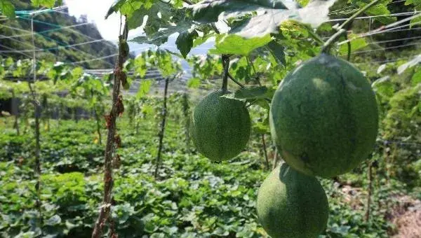 种植瓜蒌失败了，种植技术和田间管理需加强