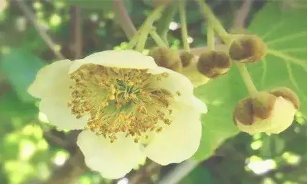 猕猴桃花果期注意什么