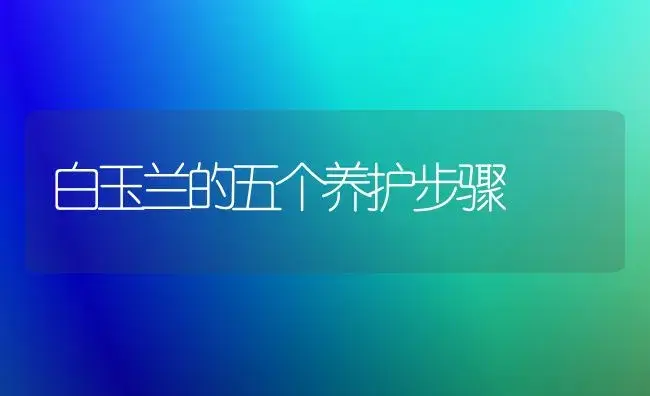 白玉兰的五个养护步骤 | 植物知识