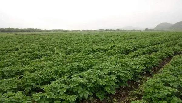 立春后种植什么蔬菜，这些蔬菜具有一定抗寒能力