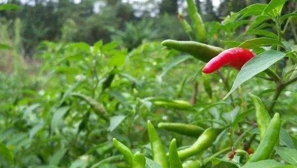 露地辣椒种植技术