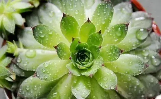 宝石花和观音莲的区别，详细介绍叶子和花朵的不同