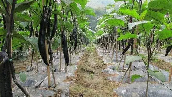 春季茄子种植想提高保果率，那么要做好阴雨天气管理！