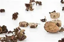 简易干花的制作与运用