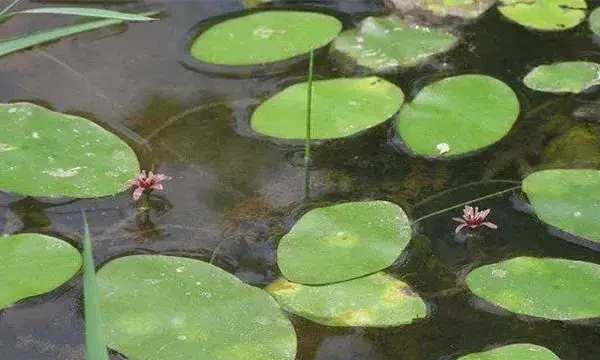 莼菜的田间管理方法