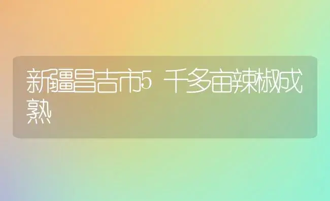 新疆昌吉市5千多亩辣椒成熟 | 植物科普