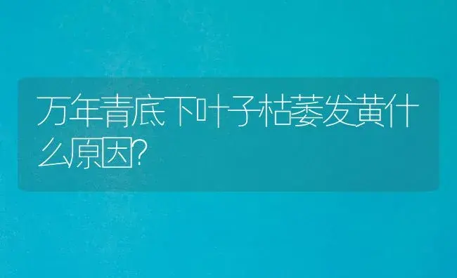 万年青底下叶子枯萎发黄什么原因？ | 植物问答