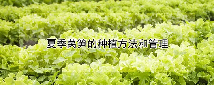 夏季莴笋的种植方法和管理