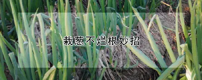 栽葱不烂根妙招