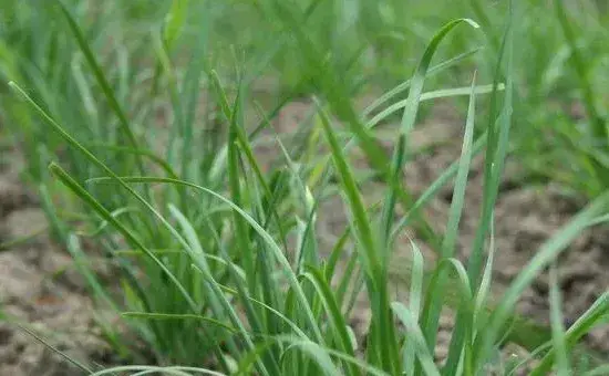 大暑之期，适宜种植的蔬菜有哪些呢？