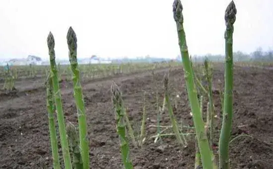 高产芦笋需要掌握的种植技术有哪些？