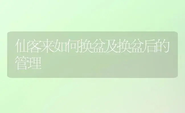 仙客来如何换盆及换盆后的管理 | 植物知识