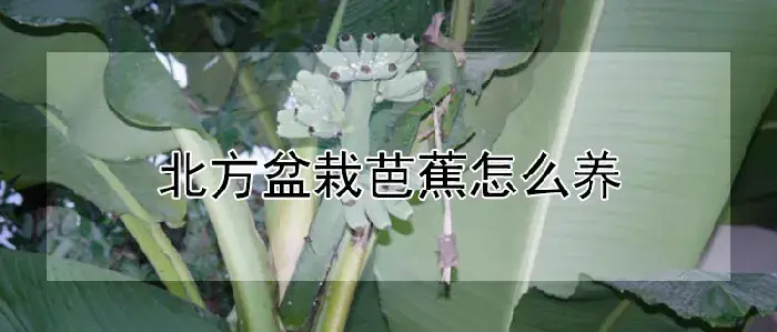 北方盆栽芭蕉怎么养