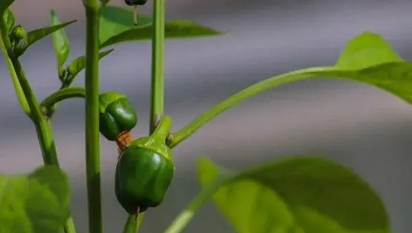 辣椒怎么种 种植夏季辣椒的注意事项