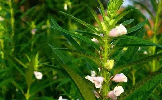 芝麻的种植方法