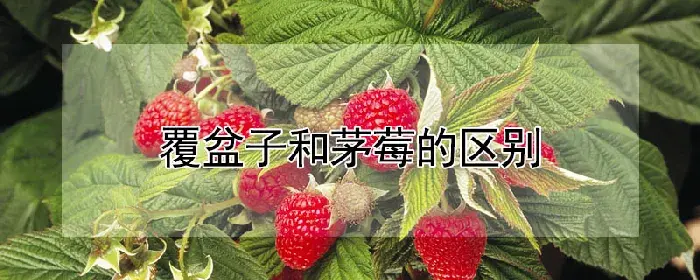 覆盆子和茅莓的区别