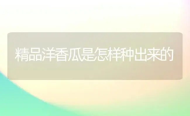精品洋香瓜是怎样种出来的 | 植物百科