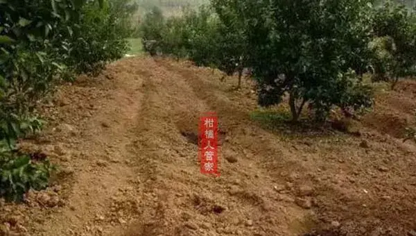 12个月沃柑种植技术与管理方法全集