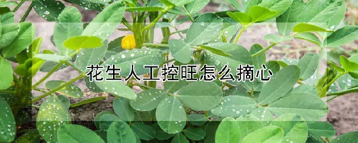 花生人工控旺怎么摘心