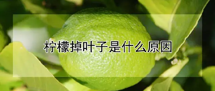 柠檬掉叶子是什么原因