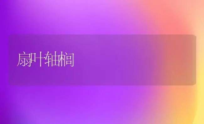 扇叶轴榈（图） | 植物知识
