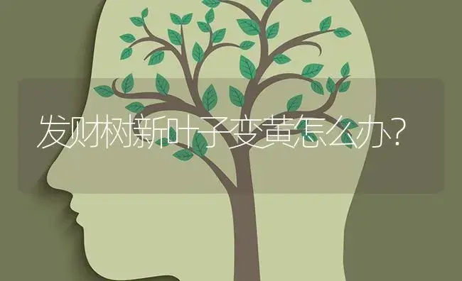 发财树新叶子变黄怎么办？ | 植物问答