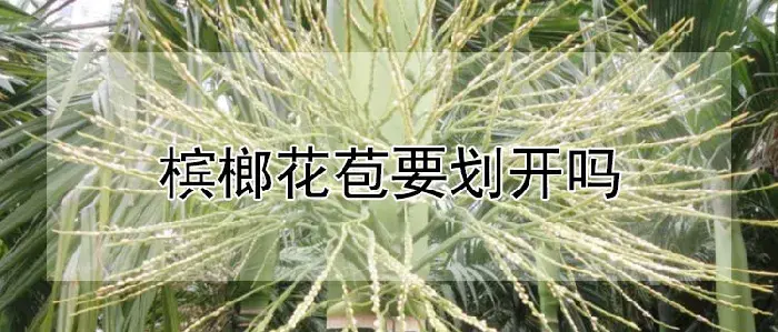 槟榔花苞要划开吗