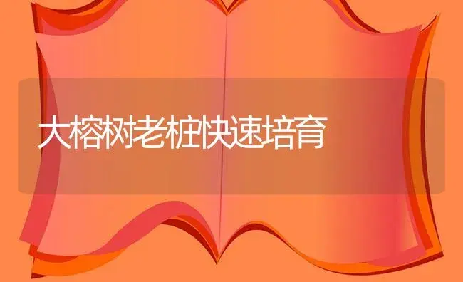 大榕树老桩快速培育 | 植物知识