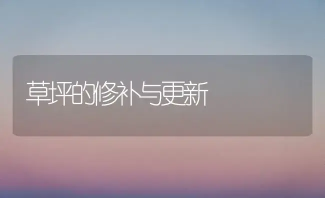 草坪的修补与更新 | 植物科普