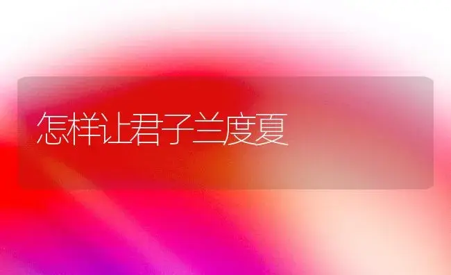 怎样让君子兰度夏 | 植物知识