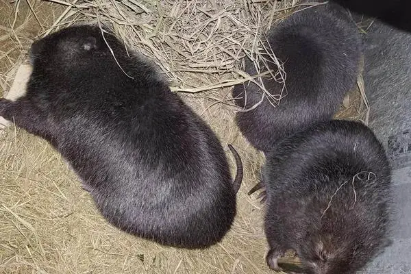 当下火爆的养殖项目有哪些？肉羊肉驴需求大，竹鼠野猪前景好