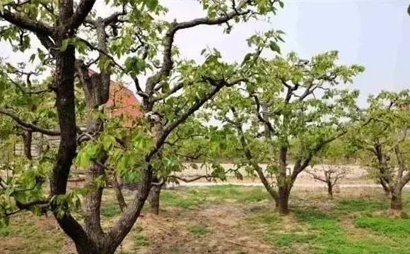 梨树大小年原因及防治方法