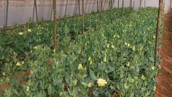 洋桔梗的种植方法及产量 桔梗什么时候播种