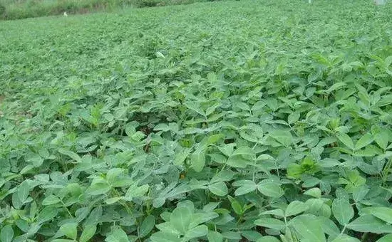 花生缺素的症状及防治措施