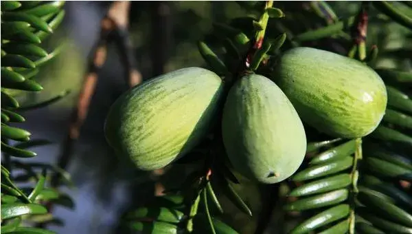 香榧种植前景怎么样 种植香榧一亩成本多少 香榧种植效益好吗