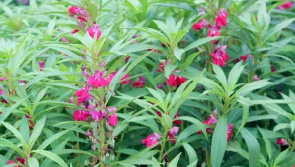 凤仙花种子怎么种 凤仙花的生长过程