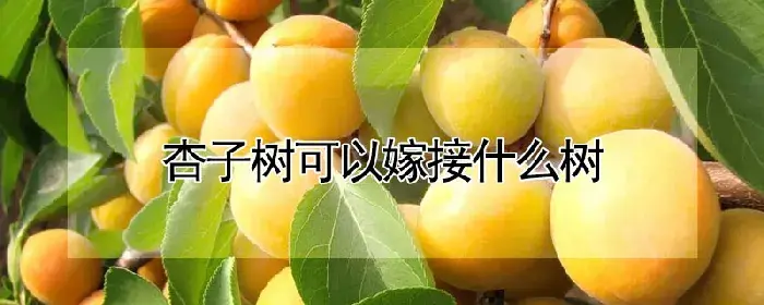 杏子树可以嫁接什么树