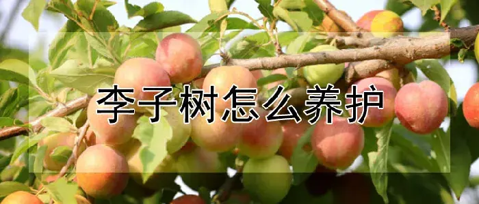 李子树怎么养护