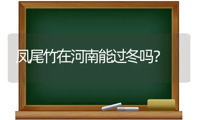 凤尾竹在河南能过冬吗？ | 植物问答