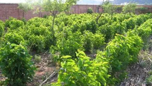 天麻种植的条件是什么 天麻种植时间