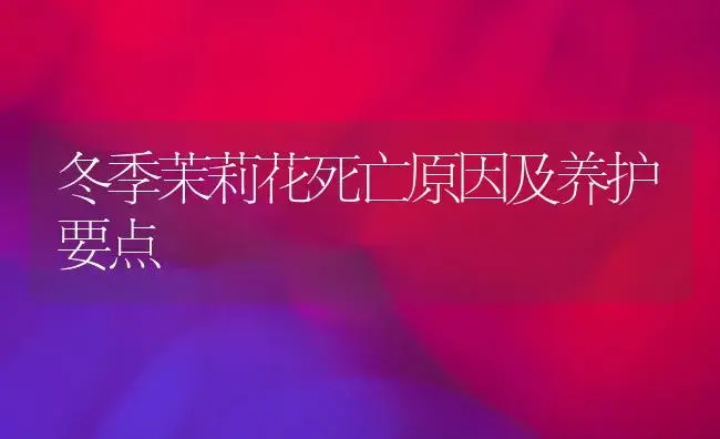 冬季茉莉花死亡原因及养护要点 | 植物知识