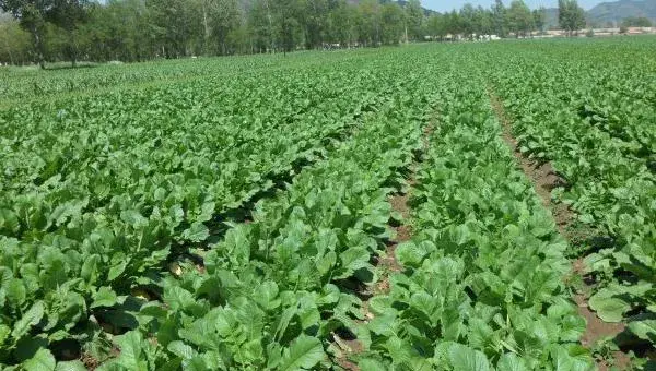 萝卜科学种植技术 萝卜怎么种植