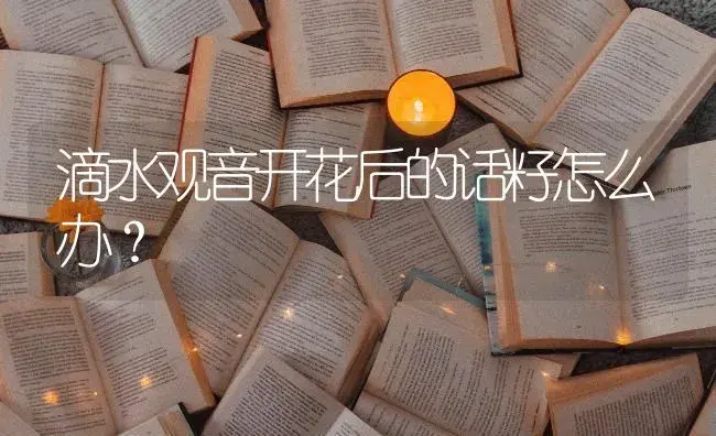 滴水观音开花后的话籽怎么办？ | 植物问答
