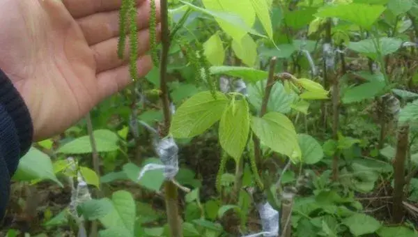 台湾长果桑葚种植技术