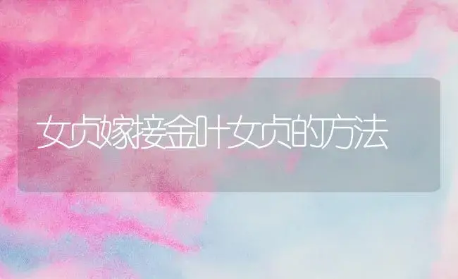 女贞嫁接金叶女贞的方法 | 植物知识