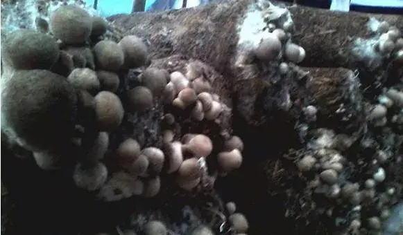 草菇怎么种 草菇种植技术