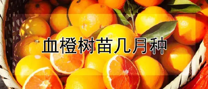 血橙树苗几月种