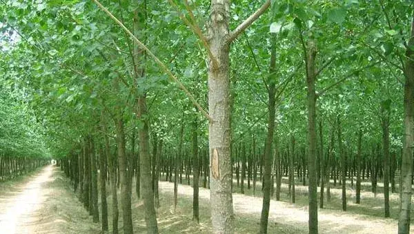 速生杨树的种植和管理