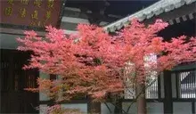 红枫的培育技术