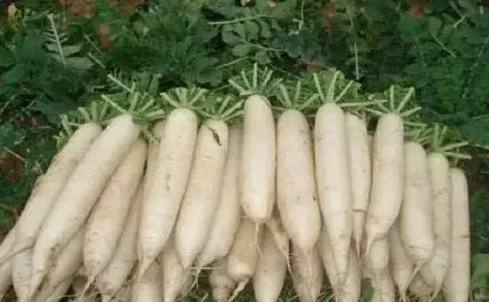 夏秋萝卜高产种植管理技巧